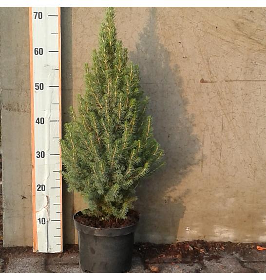Picea lauca Conica C3 Lit. 50-60 cm