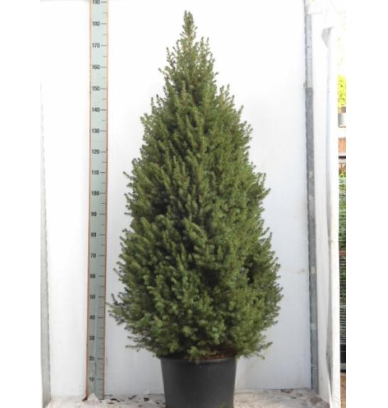 Picea glauca Conica C25 Lit. 150-160 cm
