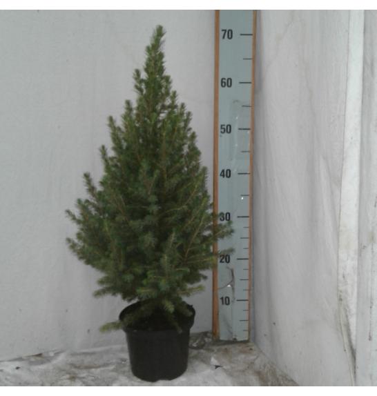 Picea glauca Conica C2 Lit. 40-50 cm