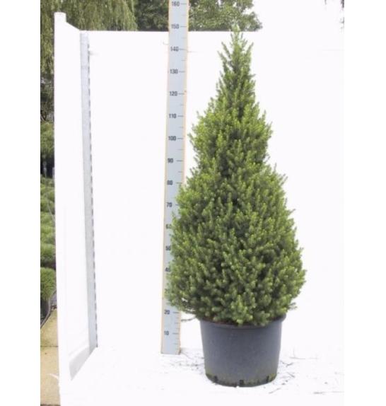 Picea glauca Conica C10 Lit. 120-130 cm