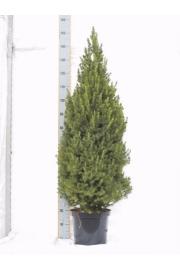 Picea glauca Conica C10 Lit. 110-120 cm