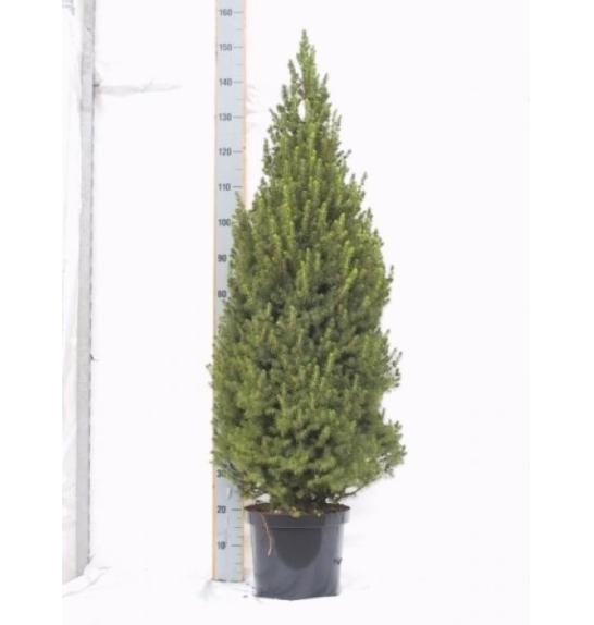 Picea glauca Conica C10 Lit. 110-120 cm