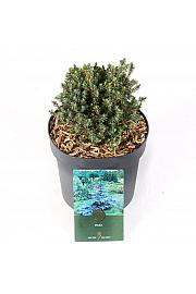 Picea glauca Blue Planet C2,5 lit. 15-20 cm