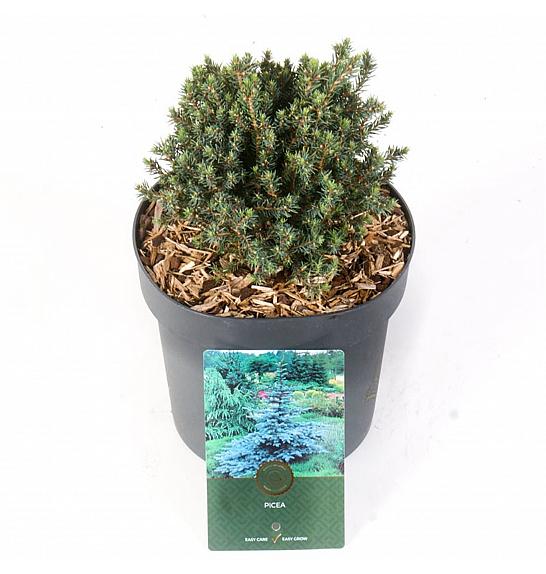 Picea glauca Blue Planet C2,5 lit. 15-20 cm