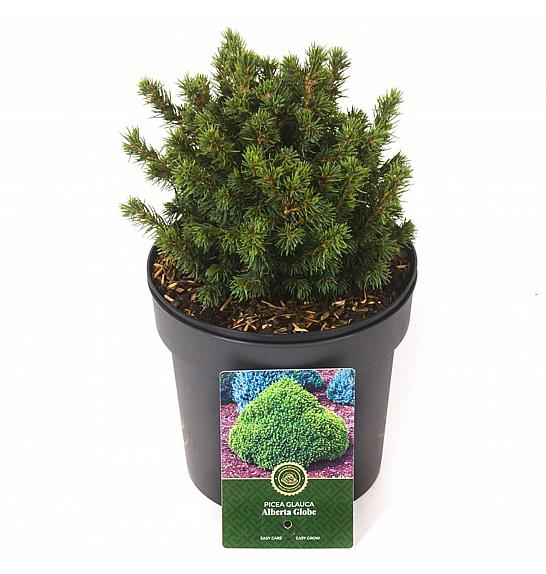 Picea glauca Alberta Globe C2.5 Lit. 15-20 cm