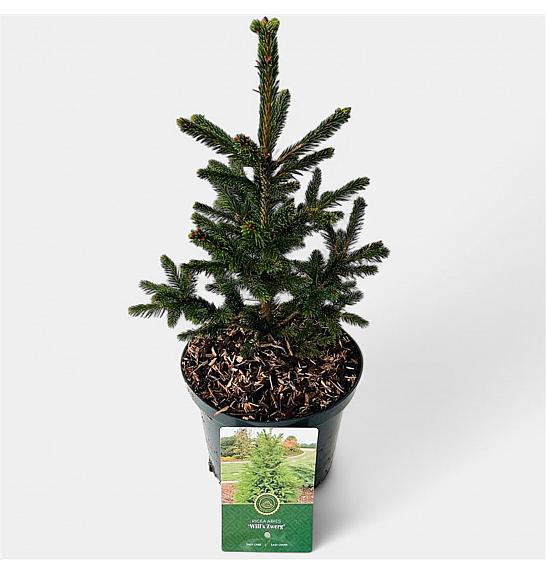 Picea abies Wills Zwerg C2,5 lit. 20-25 cm