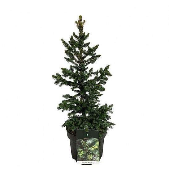 Picea abies Will´s Zwerg C7,5 lit. 50-60 cm