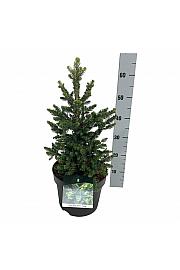 Picea abies Will´s Zwerg C7,5 lit. 30-40 cm