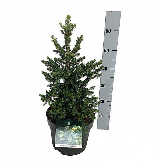 Picea abies Will´s Zwerg C7,5 lit. 30-40 cm