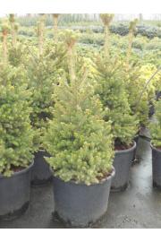 Picea abies Will´s Zwerg C15 Lit. 100-120 cm