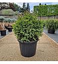 Picea abies Pygmaea C45 Lit. 60-70 cm