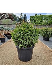 Picea abies Pygmaea C45 Lit. 60-70 cm