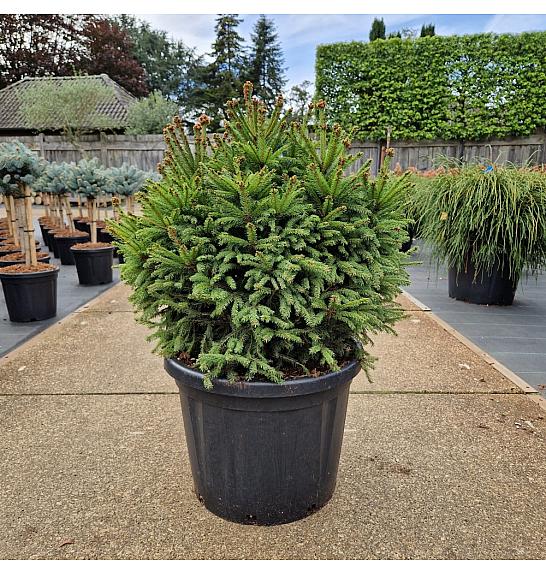 Picea abies Pygmaea C45 Lit. 60-70 cm