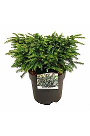 Picea abies Nidiformis C7.5 Lit. 30-40 cm JBBK