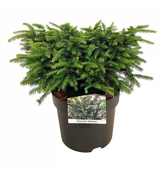 Picea abies Nidiformis C7.5 Lit. 30-40 cm JBBK