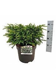 Picea abies Nidiformis C7,5 Lit. 30-40 cm