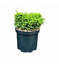 Picea abies Little Gem C2,5 Lit. 20-25 cm