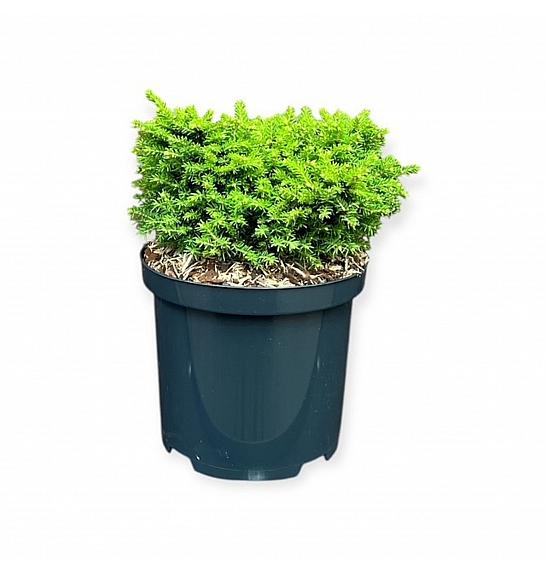 Picea abies Little Gem C2,5 lit. 20-25 cm