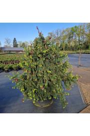 Picea abies Acrocona C280 Lit. 140-160 cm