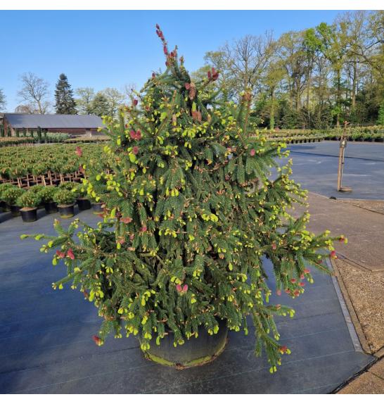Picea abies Acrocona C280 Lit. 140-160 cm