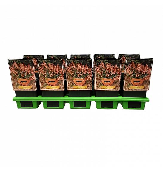 Phygelius rectus Kapi slatkiša Mandarina Ø11