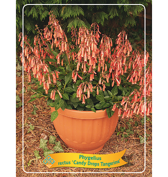 Phygelius rectus Candy Drops Tangerine Ø11