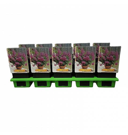 Phygelius rectus Kapi slatkiša Ruža Ø11