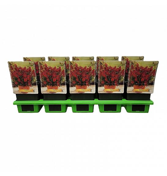 Phygelius rectus Crvene kapi slatkiša Ø11