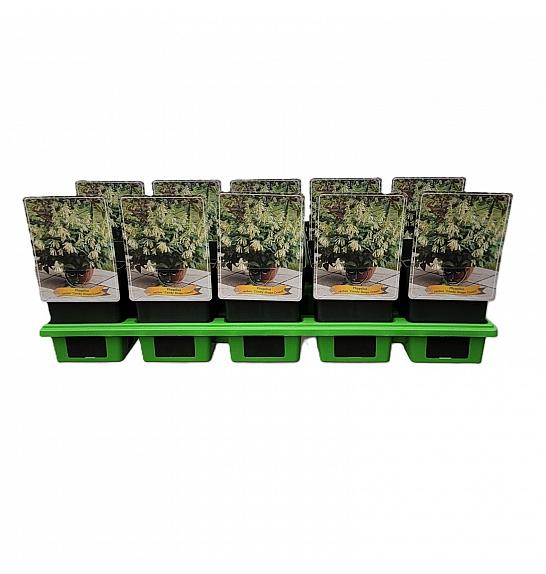 Phygelius rectus krema od bombona Ø11