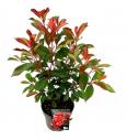 Photinia fraseri Red Robin C5 Lit. 60-80 cm