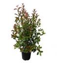 Photinia fraseri Red Robin C18 Lit. 125-150 cm