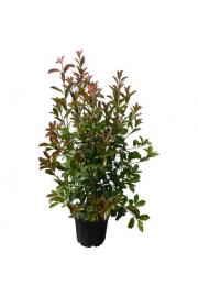 Photinia fraseri Red Robin C18 Lit. 125-150 cm