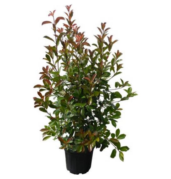 Photinia fraseri Red Robin C18 Lit. 125-150 cm