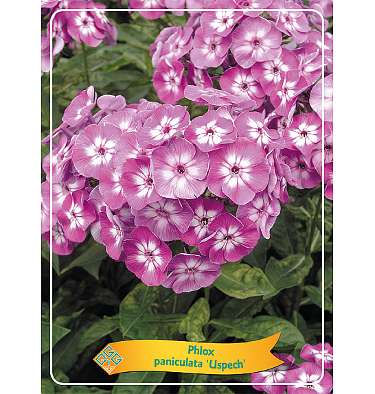 Phlox paniculata Uspech Ø11