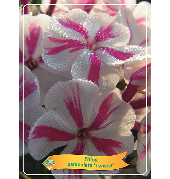 Phlox paniculata Twister Ø11