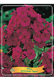 Phlox paniculata Tenor Ø11