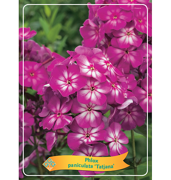 Phlox paniculata Tatjana Ø11