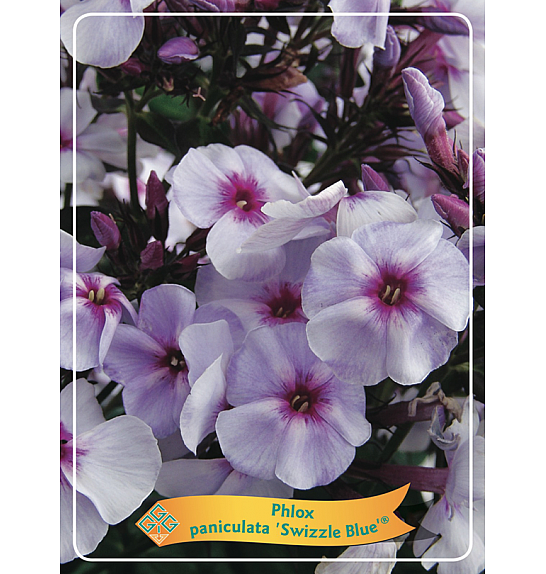 Phlox paniculata Swizzle Blue ® Ø11