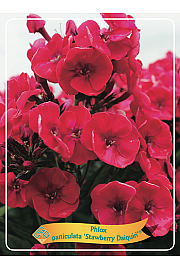 Phlox paniculata Strawberry Daiquiri ® Ø11