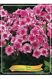 Phlox paniculata Stars and Stripes Ø11