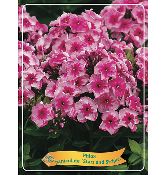 Phlox paniculata Stars and Stripes Ø11