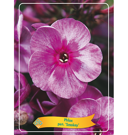 Phlox paniculata Smokey Ø11