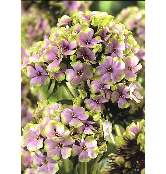 Phlox paniculata Sherbert Blend ® Ø11