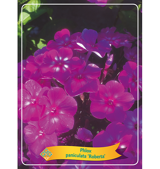Phlox paniculata Roberta Ø11