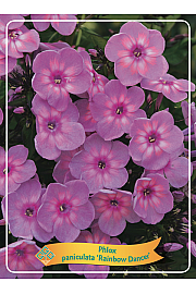 Phlox paniculata Rainbow Dancer Ø11