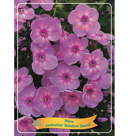 Phlox paniculata Rainbow Dancer Ø11