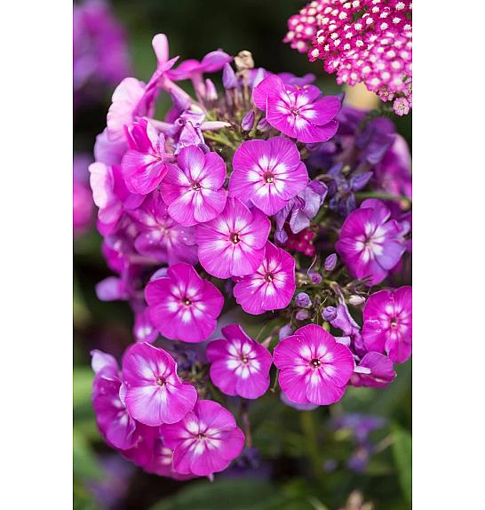 Phlox paniculata Purple Kiss ® Ø11
