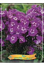Phlox paniculata Purple Kiss ® Ø11