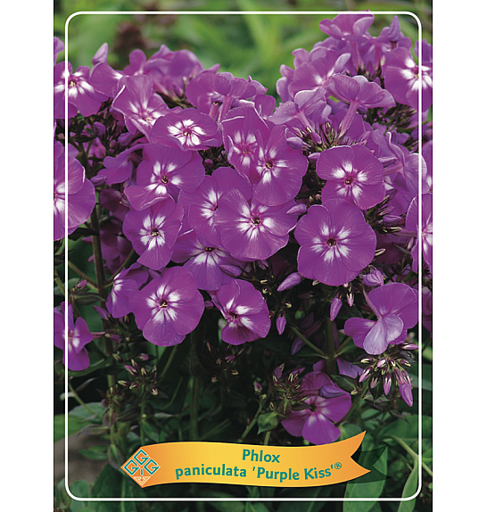 Phlox paniculata Purple Kiss ® Ø11