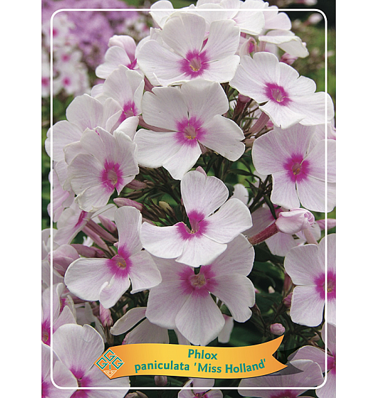 Phlox paniculata Miss Holland Ø11